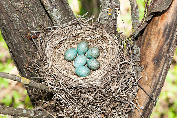 istock Turdus pilaris, Fieldfare. 528422917