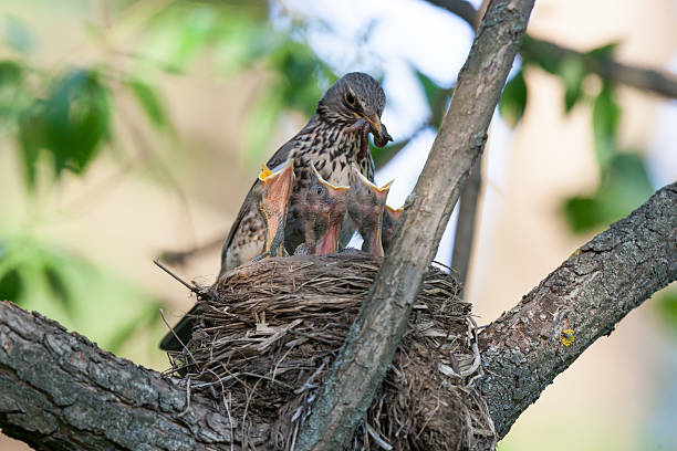 Turdus pilaris, Fieldfare.  Nest of a bird in the nature.