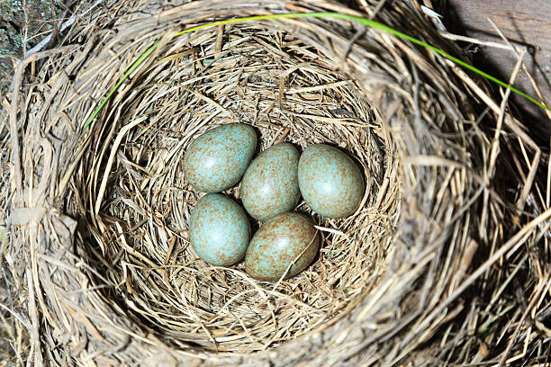 istock Turdus pilaris, Fieldfare. 528422955