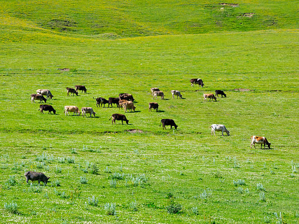 istock Cows graze in the valley river Enguri in Svaneti 528423457