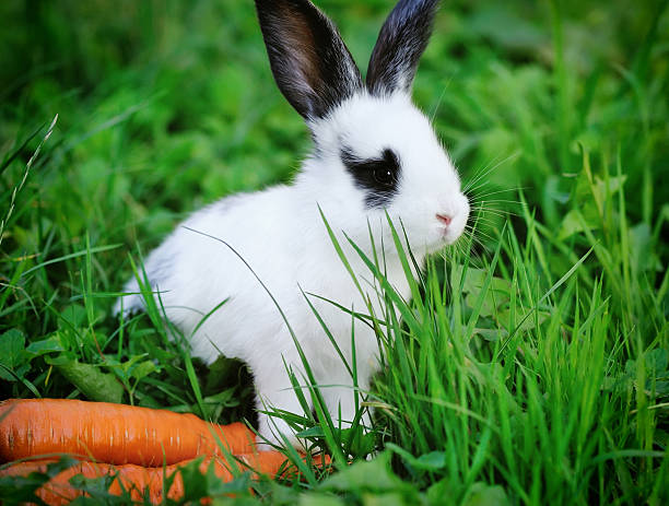 istock Funny baby white rabbit with a carrot in grass 528424064
