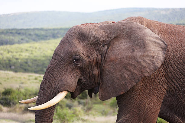 istock African Bull Elephant Tusks 528424412