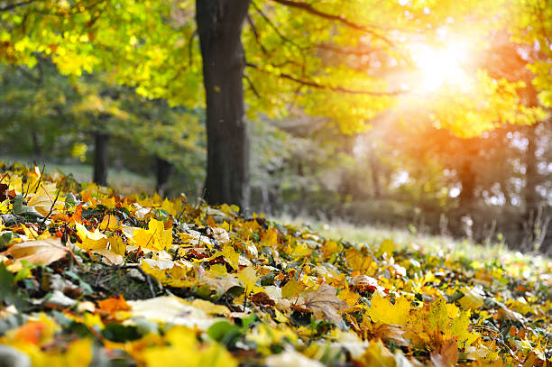 istock Maple leaves on the ground in a beautiful autumn forest 528424572
