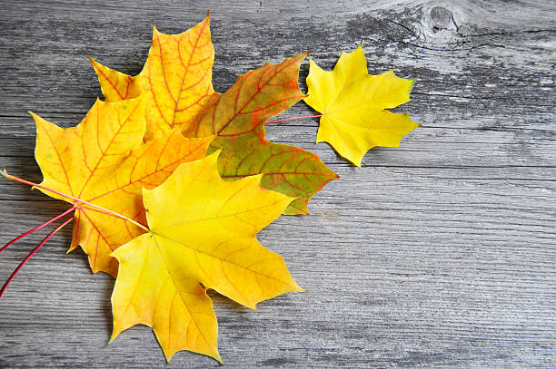 istock Autumn leaves over old wooden background. With copy space 528424748