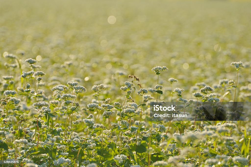 Exuberante campo de trigo sarraceno no moring - Foto de stock de Agricultura royalty-free