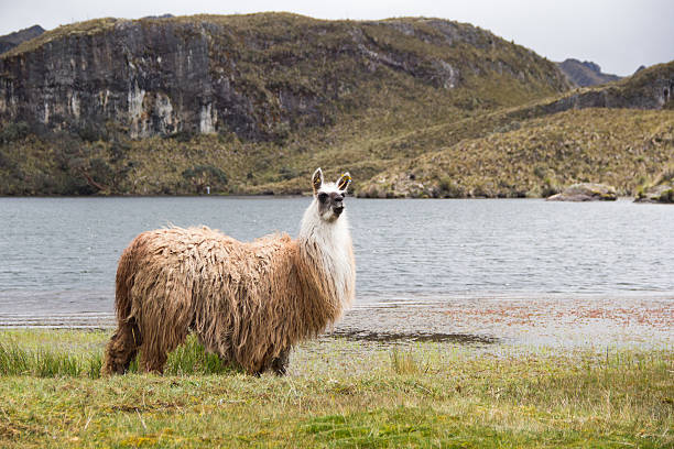 istock Llama and mountain and lake 528424998