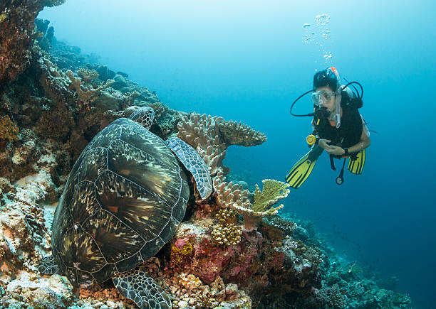 Mergulhador e grande tartaruga - foto de acervo