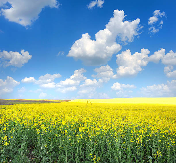 istock Field of rapeseed with beautiful clouds 528425308