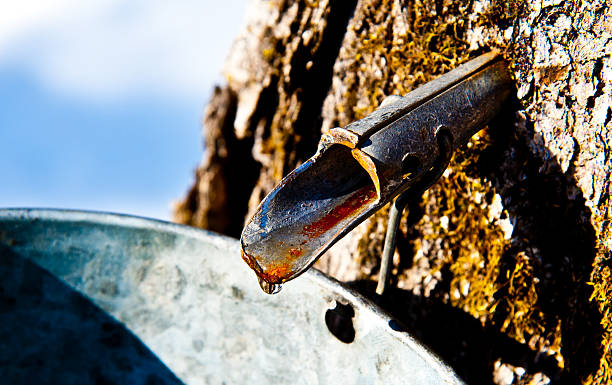 gezapften out - maple syrup tree sap stock-fotos und bilder