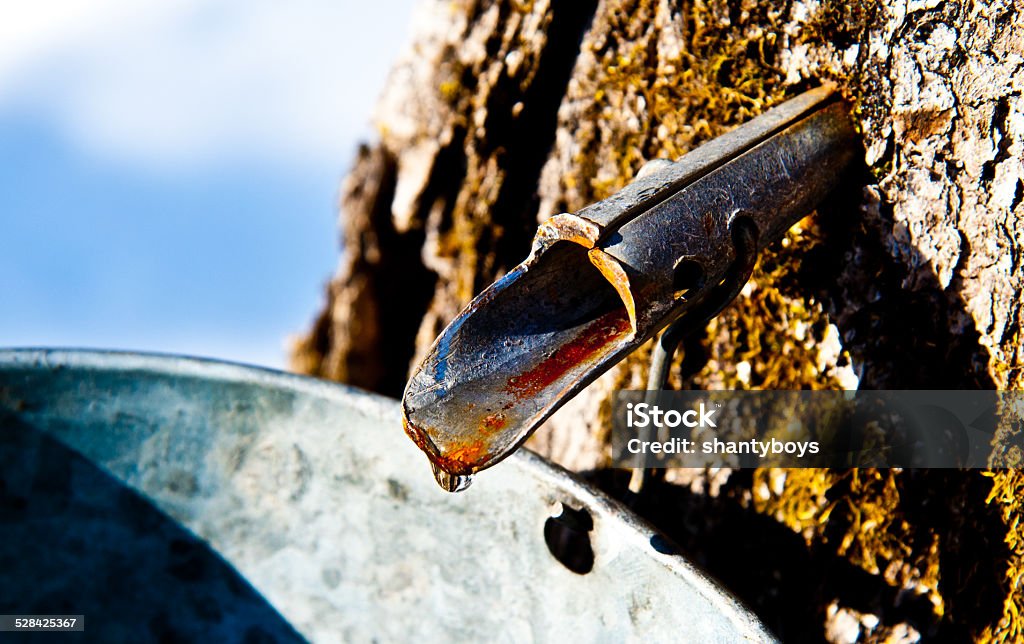 Tapped out A spyle in a tree Maple Syrup Stock Photo