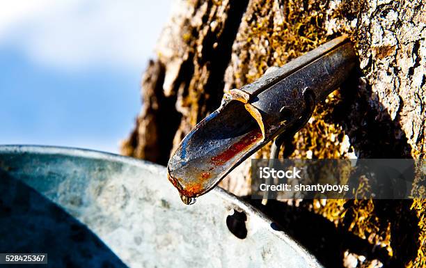 Tapped Out Stock Photo - Download Image Now - Maple Syrup, Sap, Bucket