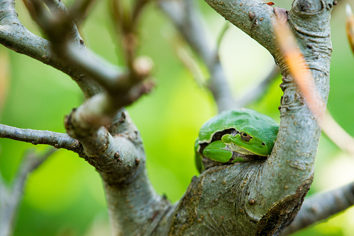 a tree frog on a beech bonsai. Hylidae, or 