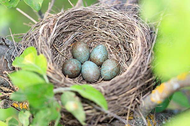 istock Turdus pilaris, Fieldfare. 528426333