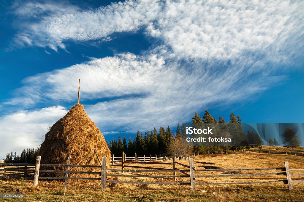 Beautiful morning countryside landscape. Carpathian, Ukraine Beautiful sunny day is in Carpathians. Mountain landscape Agricultural Field Stock Photo
