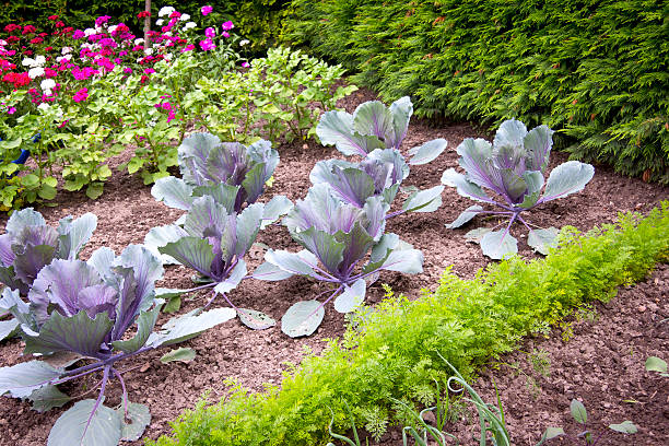 istock In the Cottage Garden 528426493