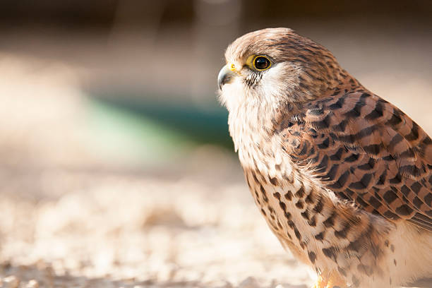 turmfalke - harris hawk hawk bird of prey bird stock-fotos und bilder