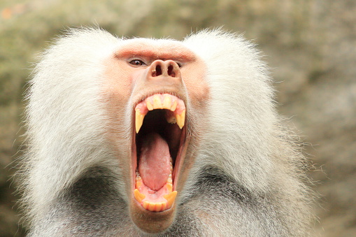 Hamadryas baboon in a close-up shot while yawning to sow its teeth