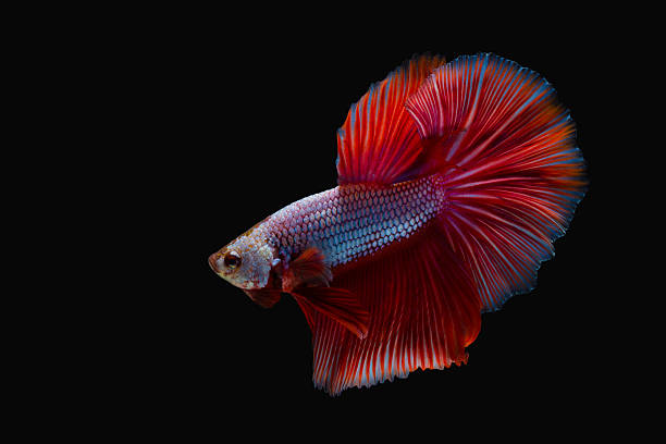 istock fighting fish or betta splendens on black background 528427536