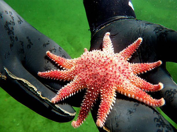 istock Sunstar in the palm 528427801