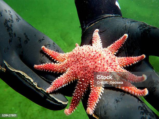 Sunstar In The Palm Stock Photo - Download Image Now - Argyll and Bute, Atlantic Ocean, Cold Drink