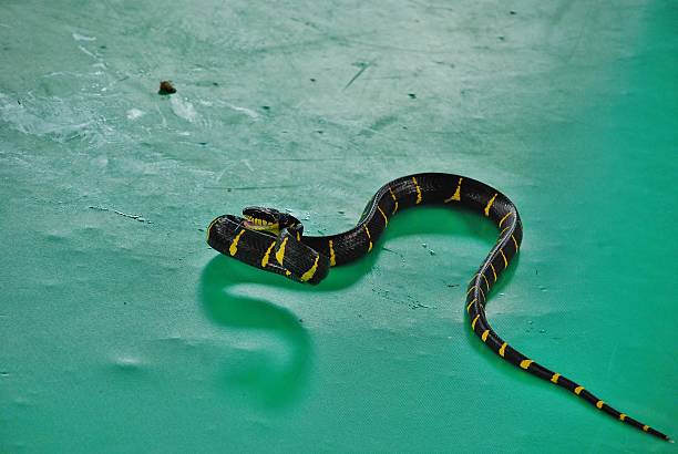 istock Krayt tape (bungarus fasciatus) - a poisonous snake 528427817