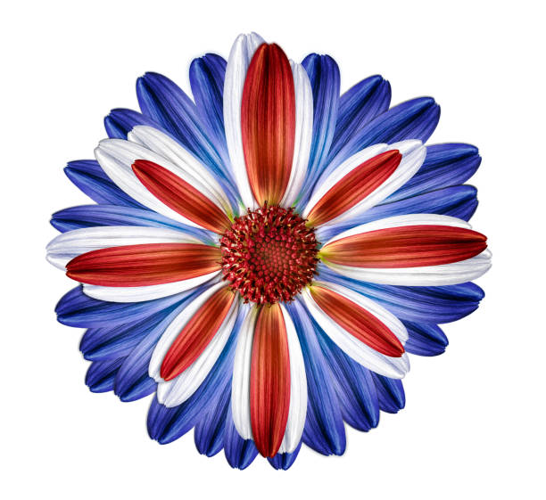 British themed flower united kingdom