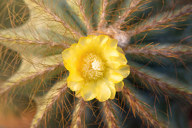 Yellow cactus flower stock photo