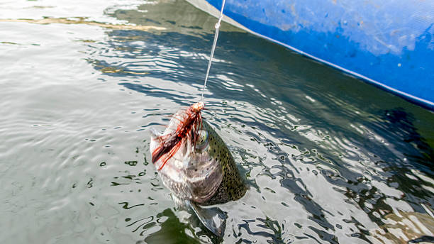 istock Hooked Rainbow Trout Oncorhynchus mykiss Caught with Brown Fly 528428946