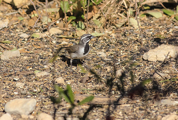 60+ Amphispiza Bilineata Fotos fotos de stock, imagens e fotos royalty
