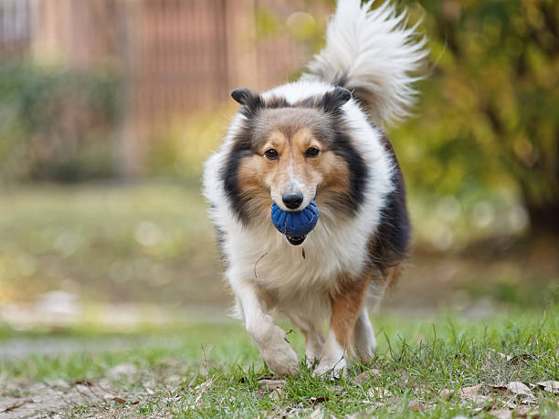 istock Running dog with ball in mouth. 528429410