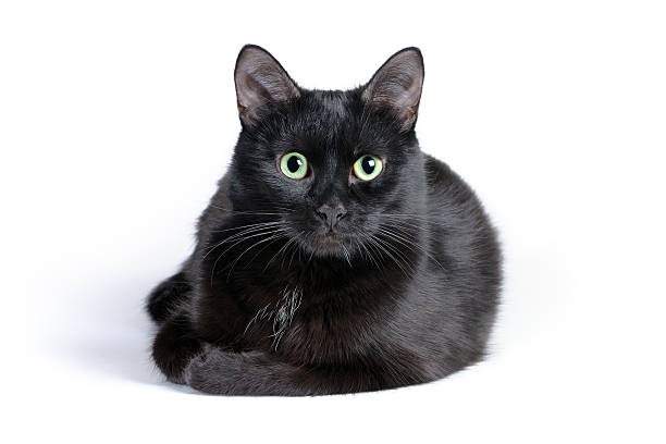 istock Black cat lying on a white background, looking at camera 528429495