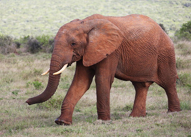 istock Young African Wild Bull Elephant 528429504