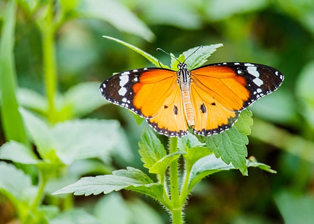 istock Closeup butterfly on flower 528429670