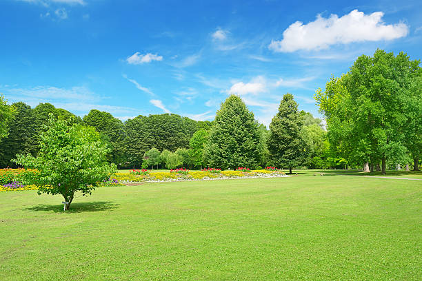 istock Beautiful meadow in the park 528429841