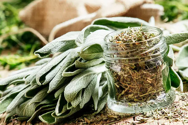 Dried sage in a glass jar, fresh sage on the vintage wooden table, preparation of medicinal herbs drying, selective focus