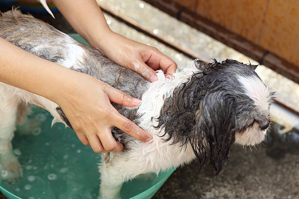 istock Hands that cleaning Shih Tzu dog. 528430525