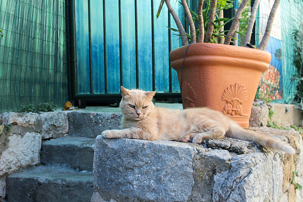 istock Angry Street Cat Full Shot 528430550