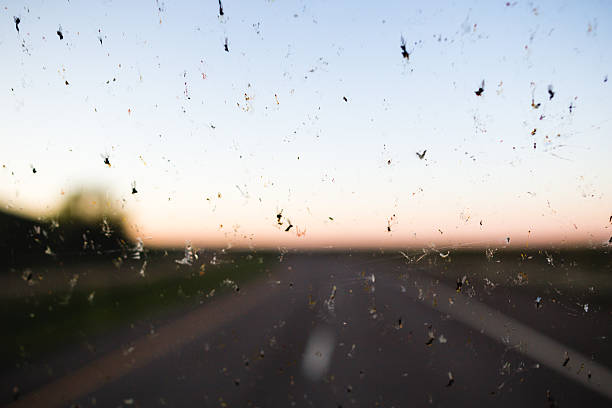 Dead bugs on a windshield stock photo