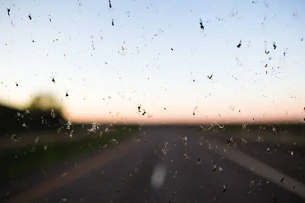 Dead bugs cover a windshield with a highway in the background.