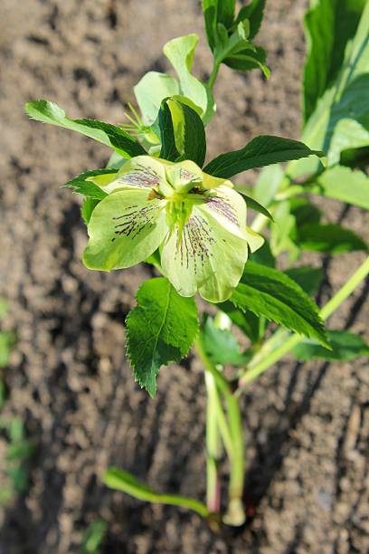 초록색입니다 헬레보레 꽃 - hellebore christmasrose stamen plant 뉴스 사진 이미지