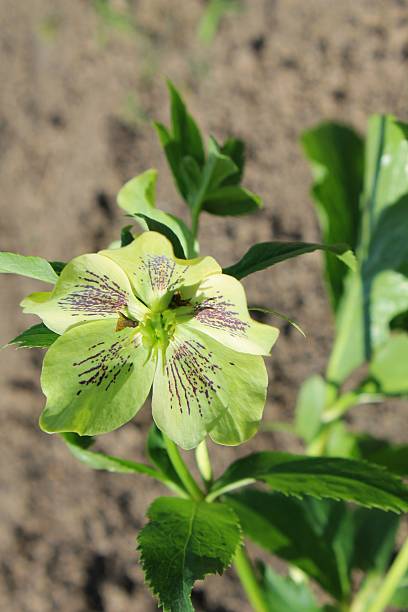 초록색입니다 헬레보레 꽃 - hellebore christmasrose stamen plant 뉴스 사진 이미지