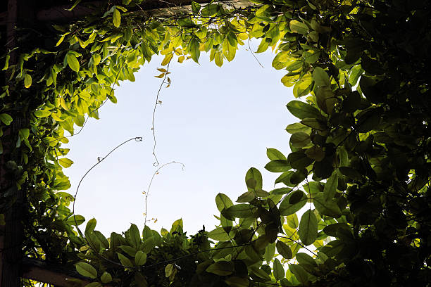 istock leaves of spring in the sky background 528431732