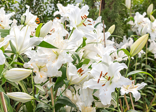 istock White lily in garden field 528432928