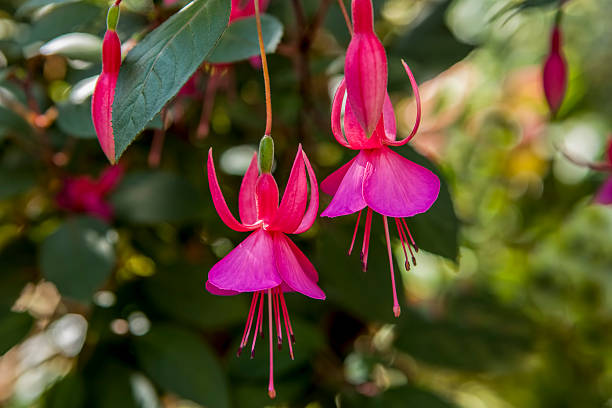 istock Pretty fuchsia flowers. 528433822
