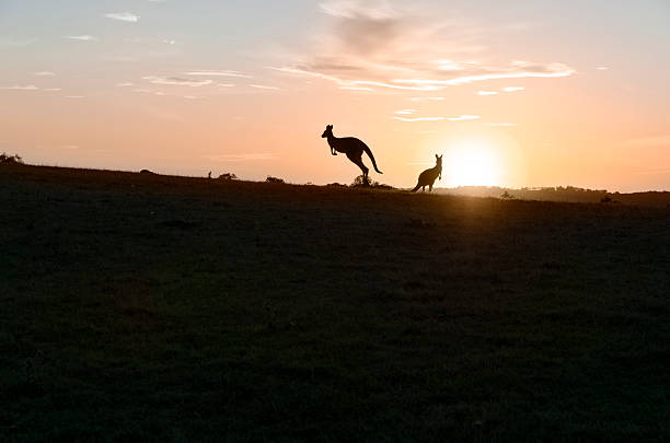 kängurus bei sonnenuntergang - kangaroo outback australia sunset stock-fotos und bilder