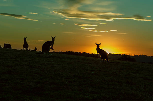 während dem sonnenuntergang kanaroos - kangaroo outback australia sunset stock-fotos und bilder