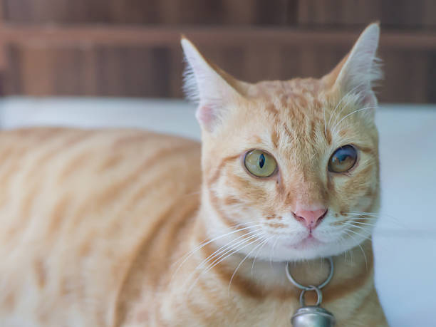 Defective Cat 1,300+ Blind Cat Stock Photos, Pictures & Royalty-Free Images - iStock