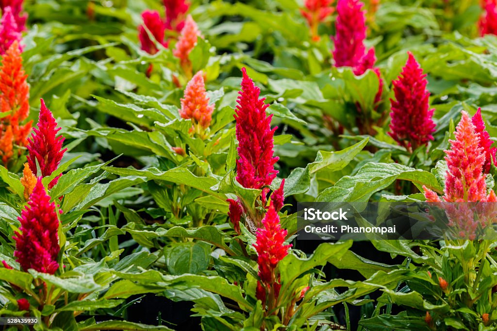 Sfondo di bellissimi fiori celosia - Foto stock royalty-free di Ambientazione esterna