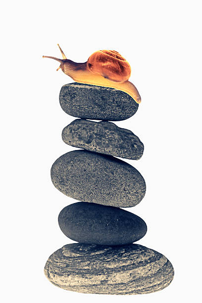 Snail on top of stacked pebbles