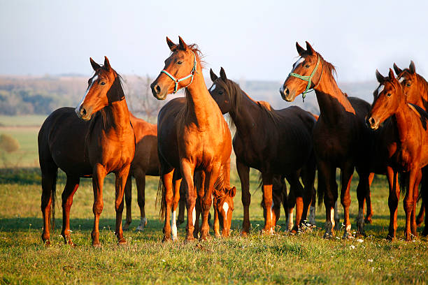 Thoroughbred Horses Grazing in a Green Field in Rural Pastureland